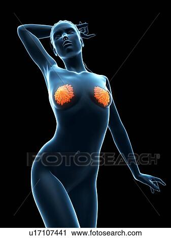 Clip Art - Breast anatomy, artwork. Fotosearch
