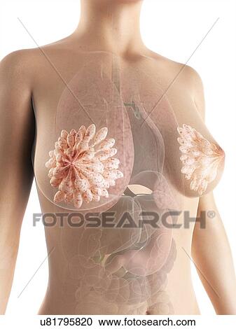 Clipart - Breast anatomy, artwork. Fotosearch