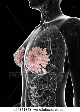 Drawing - Breast anatomy, artwork. Fotosearch