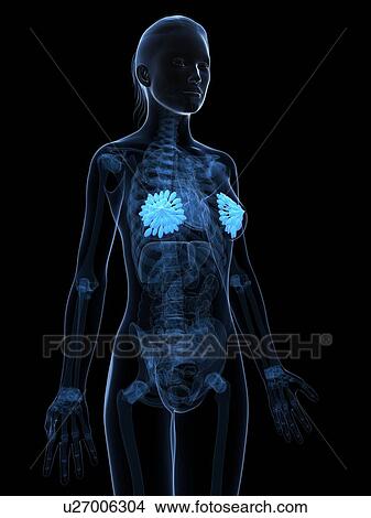 Stock Illustration - Breast anatomy, artwork. Fotosearch