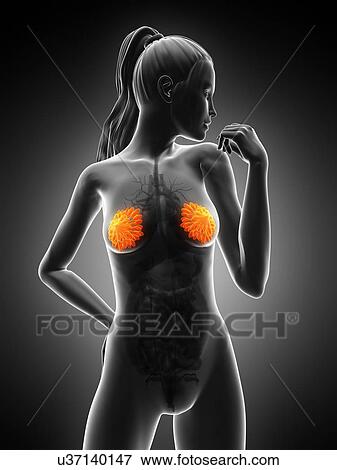 Stock Illustration - Breast anatomy, artwork. Fotosearch