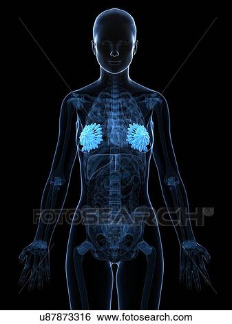 Breast anatomy, artwork View Large Illustration Stock Illustration - Breast anatomy, artwork. Fotosearch
