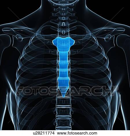 Stock Illustration - Breast bone, artwork. Fotosearch