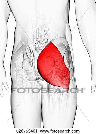 Buttock muscle, artwork View Large Illustration Clip Art - Buttock muscle, artwork. Fotosearch