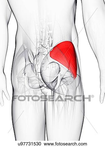 Buttock muscle, artwork View Large Illustration Clipart - Buttock muscle, artwork. Fotosearch