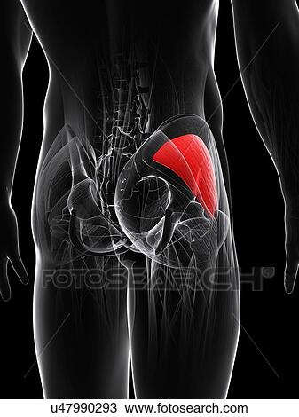 Buttock muscle, artwork View Large Illustration Drawing - Buttock muscle, artwork. Fotosearch