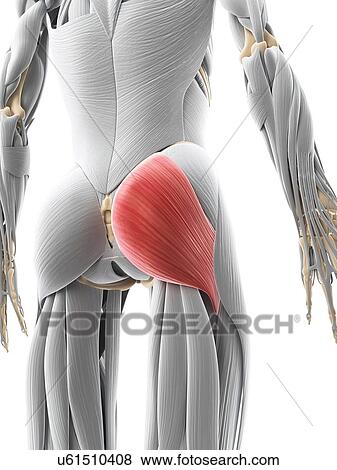 Buttock muscle, artwork View Large Illustration Stock Illustration - Buttock muscle, artwork. Fotosearch