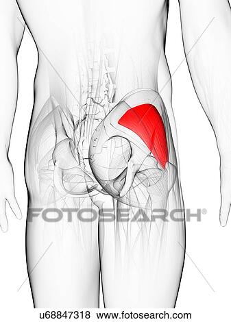 Stock Illustration - Buttock muscle, artwork. Fotosearch