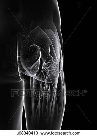 Buttock muscles, artwork View Large Illustration Clipart - Buttock muscles, artwork. Fotosearch
