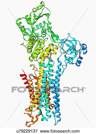 Stock Illustration - Calcium ATPase ion pump. Fotosearch