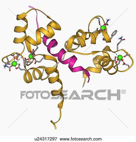 Stock Illustration - Calcium-binding protein molecule. Fotosearch