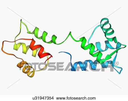 Calcium-binding protein molecule View Large Illustration Stock Illustration - Calcium-binding protein molecule. Fotosearch