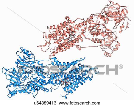 Calcium pumping ATPase muscle enzyme View Large Illustration Drawing - Calcium pumping ATPase muscle enzyme. Fotosearch