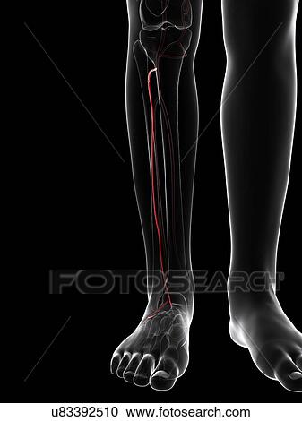 Clipart - Calf artery, artwork. Fotosearch