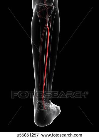 Stock Illustration - Calf artery, artwork. Fotosearch