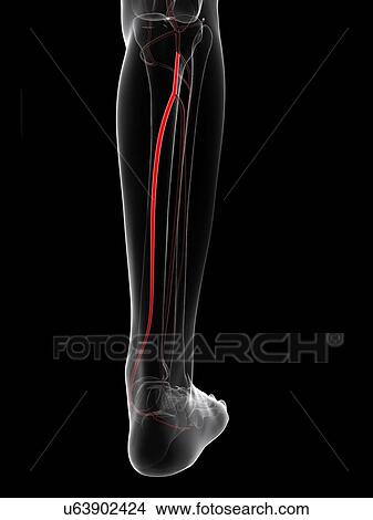 Calf artery, artwork View Large Illustration Stock Illustration - Calf artery, artwork. Fotosearch