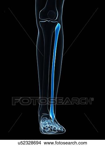 Calf bone, artwork View Large Illustration Stock Illustration - Calf bone, artwork. Fotosearch