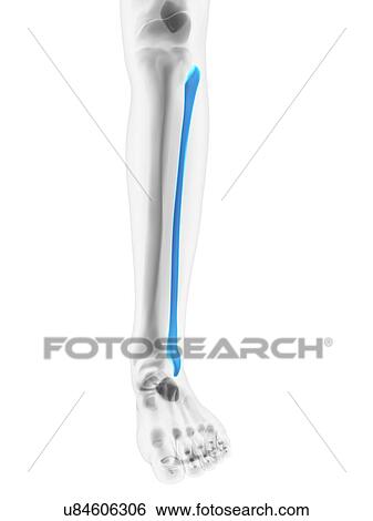 Calf bone, artwork View Large Illustration Stock Illustration - Calf bone, artwork. Fotosearch