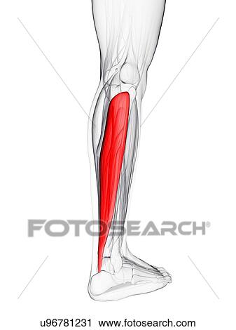 Clip Art - Calf muscle, artwork. Fotosearch