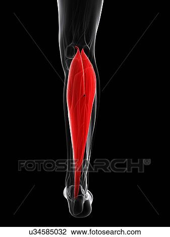 Drawing - Calf muscle, artwork. Fotosearch