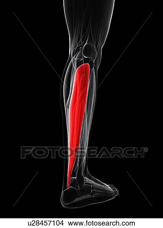 Stock Illustration - Calf muscle, artwork. Fotosearch