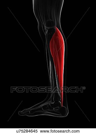 Calf muscle, artwork View Large Illustration Stock Illustration - Calf muscle, artwork. Fotosearch