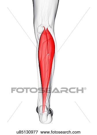 Stock Illustration - Calf muscle, artwork. Fotosearch