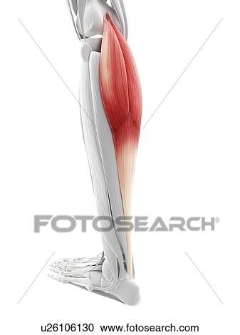 Calf muscles, artwork View Large Illustration Clipart - Calf muscles, artwork. Fotosearch