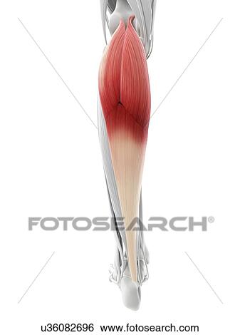 Calf muscles, artwork View Large Illustration Stock Illustration - Calf muscles, artwork. Fotosearch