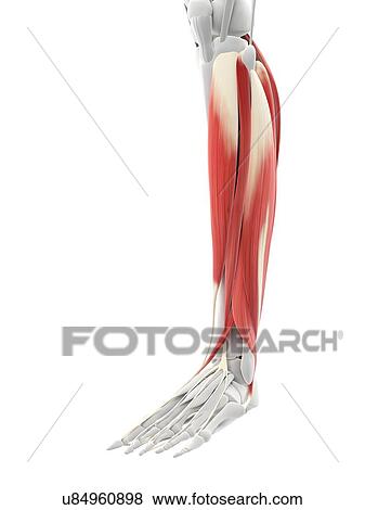 Calf muscles, artwork View Large Illustration Stock Illustration - Calf muscles, artwork. Fotosearch