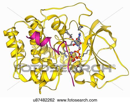 cAMP-dependent protein kinase molecule View Large Illustration Drawing - cAMP-dependent protein kinase molecule. Fotosearch