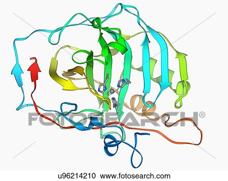 Carbonic anhydrase II molecule View Large Illustration Clipart - Carbonic anhydrase II molecule. Fotosearch