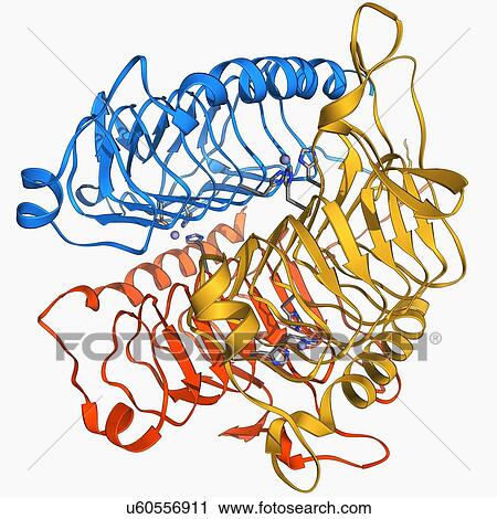 Clip Art - Carbonic anhydrase molecule. Fotosearch