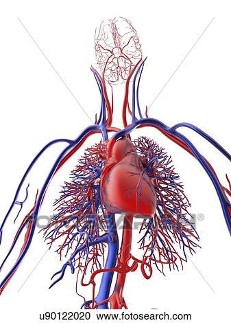Clipart - Cardiovascular system, artwork. Fotosearch