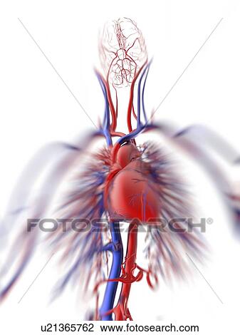 Cardiovascular system, artwork View Large Illustration Drawing - Cardiovascular system, artwork. Fotosearch