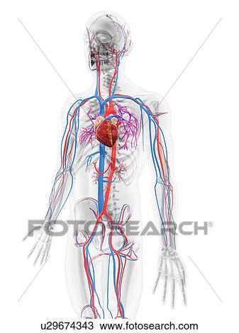 Drawing - Cardiovascular system, artwork. Fotosearch