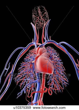 Stock Illustration - Cardiovascular system, artwork. Fotosearch