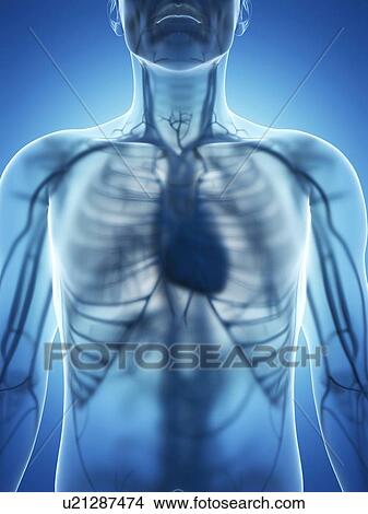 Stock Illustration - Cardiovascular system, artwork. Fotosearch
