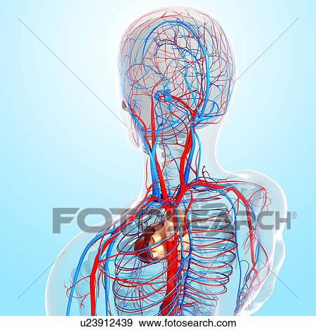 Cardiovascular system, artwork View Large Illustration Stock Illustration - Cardiovascular system, artwork. Fotosearch
