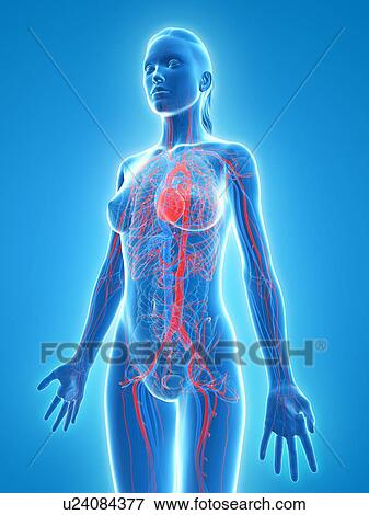 Cardiovascular system, artwork View Large Illustration Stock Illustration - Cardiovascular system, artwork. Fotosearch