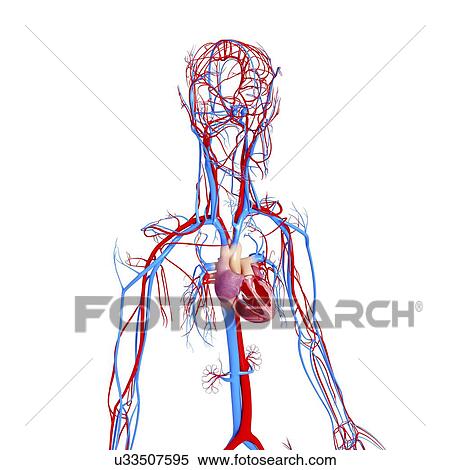 Cardiovascular system, artwork View Large Illustration Stock Illustration - Cardiovascular system, artwork. Fotosearch