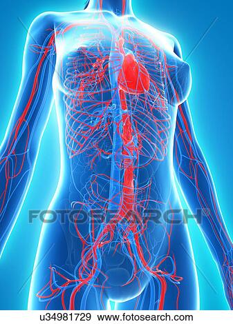 Cardiovascular system, artwork View Large Illustration Stock Illustration - Cardiovascular system, artwork. Fotosearch