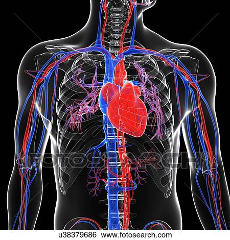Cardiovascular system, artwork View Large Illustration Stock Illustration - Cardiovascular system, artwork. Fotosearch