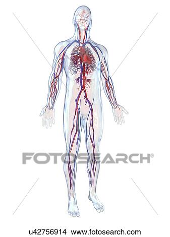 Cardiovascular system, artwork View Large Illustration Stock Illustration - Cardiovascular system, artwork. Fotosearch