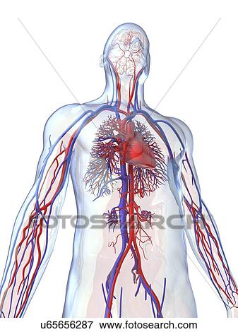 Cardiovascular system, artwork View Large Illustration Stock Illustration - Cardiovascular system, artwork. Fotosearch