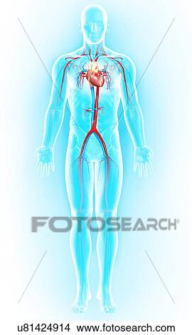 Stock Illustration - Cardiovascular system, artwork. Fotosearch