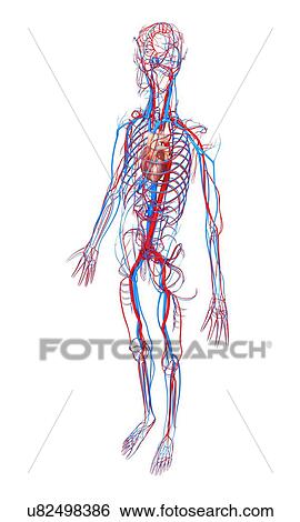 Stock Illustration - Cardiovascular system, artwork. Fotosearch