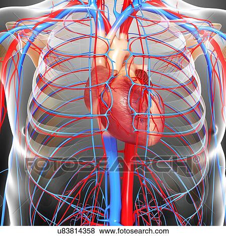 Stock Illustration - Cardiovascular system, artwork. Fotosearch