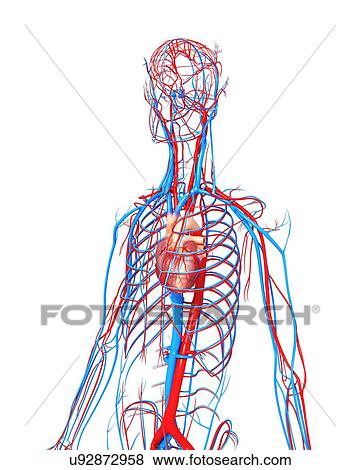 Stock Illustration - Cardiovascular system, artwork. Fotosearch