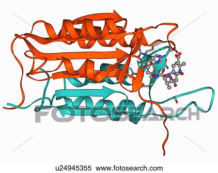 Caspase-3 and inhibitor View Large Illustration Stock Illustration - Caspase-3 and inhibitor. Fotosearch
